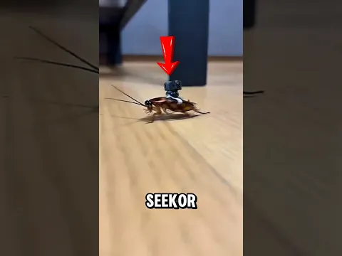 Kamera dipasang di kecoa... apa yang direkamnya⁉️😱#viralshorts
