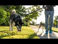TrustedHousesitters Why Housesitting Works