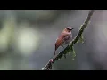 Download Lagu Burung penangkap lalat hutan beralis
