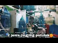Download Lagu perbedaan jingjing petulak Jawa dan Kalimantan | masteran burung Viral #kicaumania