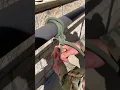 Sapper Knots Tutorial End of the Rope Clove Hitch