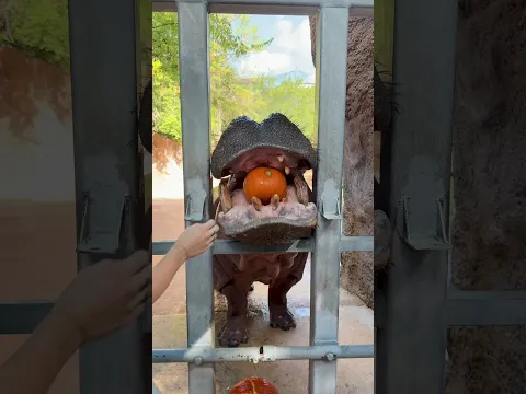 Hippo Pumpkin Crushing! ππ¦ #animals #hippo #cuteanimals