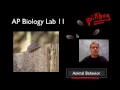 AP Biology Lab 11 Animal Behavior