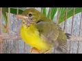 Download Lagu SUARA PIKAT ANAKAN BURUNG KOLIBRI KELAPA@Mudi Channel