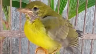suara pikat anakan burung kolibri kelapa mudi channel