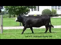 Lot 17 Jetstream Gypsy 58G