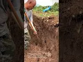 Download Lagu The process of a farm worker digging up yams