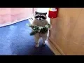 Download Lagu Funniest Moment Between Raccoons And Cats|| FUNNY VIDEO