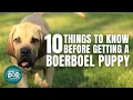 Boerboel Puppies Things to Know about Before Getting A Boerboel Puppy