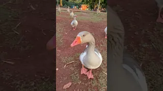 وزة             دندنها