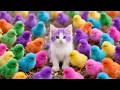Download Lagu Colorful Chickens, Rainbows Chickens, Cute Chickens, Cute Rabbit, Ducks, Cute Animals