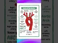 Arch of the Aorta - Anatomy