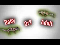 Simple Guide To Leopard Gecko Life Stages