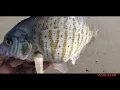 Surffishing in moss landing state beach with blood worm gulp sand worm and shirmp california
