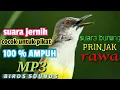 Download Lagu SUARA BURUNG PRINJAK RAWA