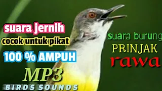 Download SUARA BURUNG PRINJAK RAWA MP3