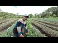 Lagu KISAH INSPIRATIF PAK EKO: BERKEBUN SAYUR \u0026 BETERNAK IKAN DI UJUNG UTARA KALIMANTAN