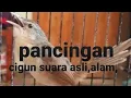Lagu ciblek gunung,gacor, cigun betina memanggil jantan,