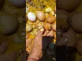 Download Lagu Eggs Eggs \u0026 More Eggs.  Barefoot Squishing.