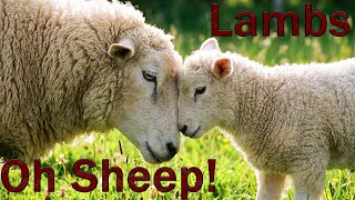 Funny Dancing Lambs 🐑 | Cute Sheep Dance Song | Funny Animal Song for Kids