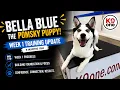 Pomsky Puppy Training Bella Blue s Week 1 Progress at K9one