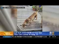Exotic cat spotted on Long Island