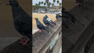 صوت الحمام الاصلي Birds Beach Funny Seabeach Seashore Wildlife Memes Sea Seal البحر 