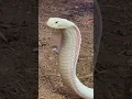 Download Lagu Lilith the White King Cobra looking FIERCE!