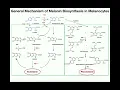 Complete Melanin Biosynthesis Pathway Eumelanin Pheomelanin