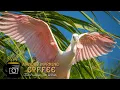 A Visit to the St Augustine Alligator Farm - for Great Bird Photography