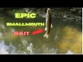 How to catch smallmouth bass with LIVE BAIT creek fishing
