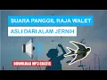 Download Lagu HOW TO CALL SWIFT BIRDS | SUARA PANGGIL BURUNG WALET ASLI DARI ALAM JERNIH