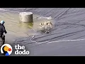 Download Lagu Terrified Coyote Stuck in Pond For Days Finally Gets Rescued | The Dodo