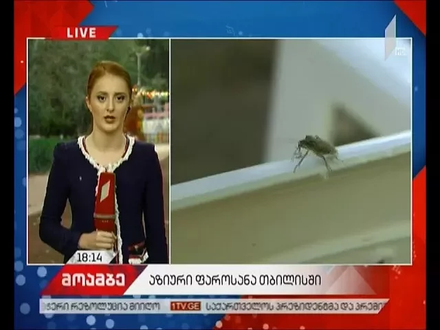 ემუქრება თუ არა აზიური ფაროსანას გავრცელება აღმოსავლეთ რეგიონებს