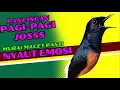 Download Lagu PANCINGAN PAGI-PAGI AGAR MURAI GACOR❗❗ MURAI MACET PASTI NYAUT EMOSI❗❗