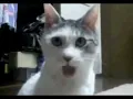 cat gifs but I added sound effects
