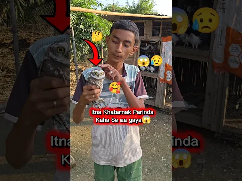 Itna ख़तरनाक परिंदा Kaha Se aa गया😱#Where #dangerous #bird #comefrom #pigeon #shorts #virals #videos💯