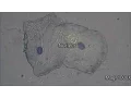 Download Lagu Cheek Cells Under The Microscope