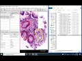 Making and saving multiple annotations in QuPath