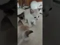 Download Lagu reaksinya dengar siulan #kitten #cute #cat #short