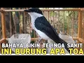 Download Lagu BUKTI BURCIL TIDAK BISA DIREMEHKAN SUARANYA BIKIN KUPING SAKIT !! HARGANYA GAK BIKIN NJERIT