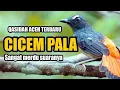 Lagu Lagu Aceh versi Terbaru Umpung Cicem Pala
