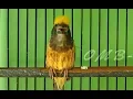 Download Lagu Suara KHAS MANYAR Kembang jadikan MANYAR LAIN ikutan NYAUT GACOR dan NGEROL