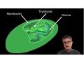 The Chloroplast