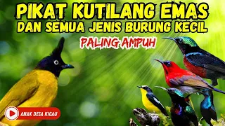 suara pikat mp3 super ampuh kutilang emas suara burung ribut