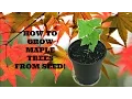 How to Grow Maple Trees from Seed