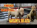 Download Lagu ANJING P3MBUNUH ANJING PITBULL ‼️ HARGANYA 300 JUTA