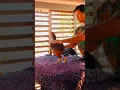 Download Lagu Cara melatih ayam laga agar tetap sehat dan bugar #shorts #youtubeshorts #ayam #ayamjago #ayamjantan