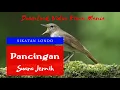 Download Lagu Masteran Sikatan Londo Gacor Sikatan Londo Durasi Panjang mp3 Sikatan Londo Masteran