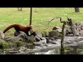 Download Lagu Rode panda's uit het nest bij ZooParc Overloon 😍